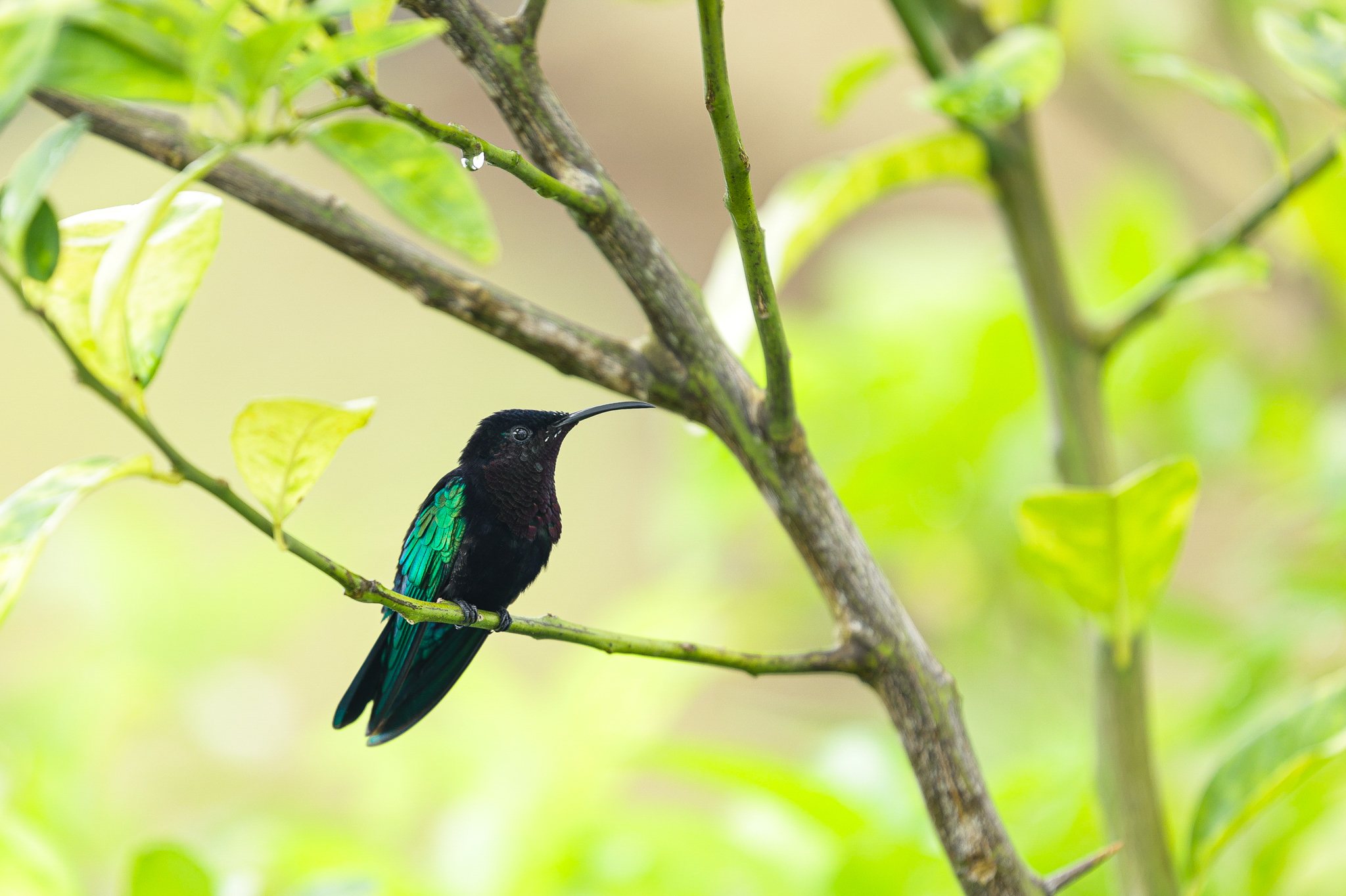 Colibri dans le jardin de l'habitation, photo Simon Saada