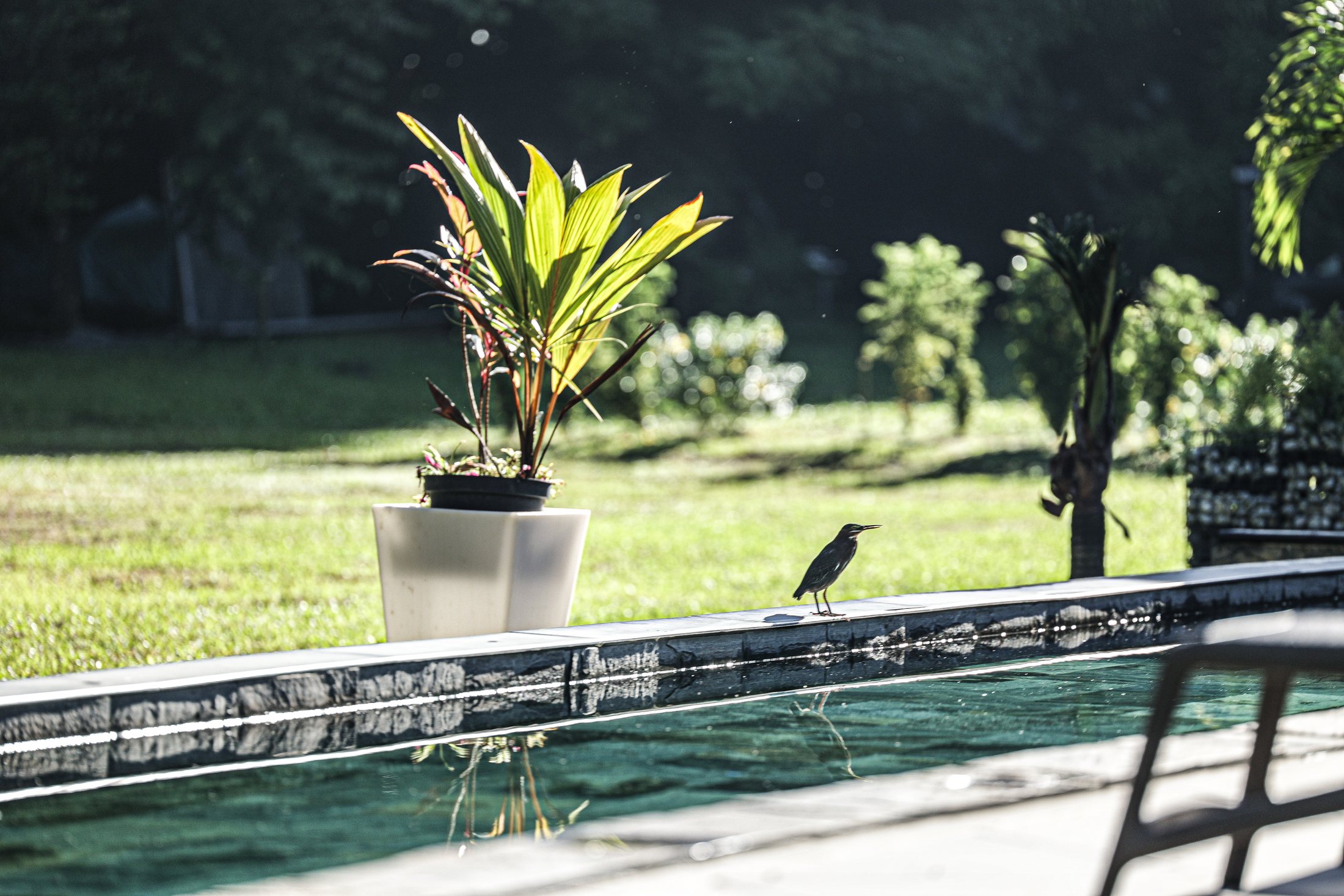 Piscine dans le jardin tropical, photo Simon Saada